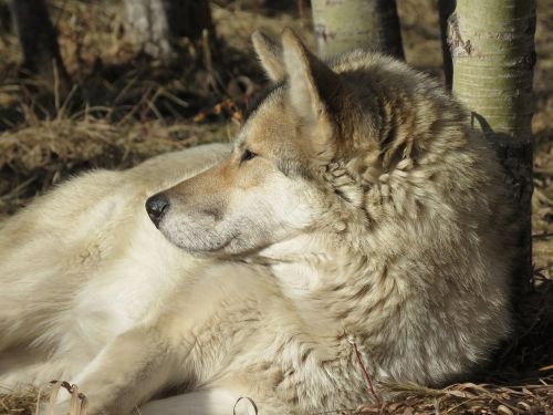 Wolfdog, Vilkas, Šuo, Šventykla, Reabilitacija, Kailis, Gelbėjimas