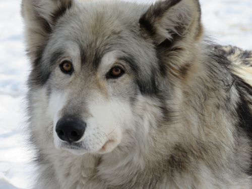 Wolfdog, Vilkas, Šuo, Šventykla, Reabilitacija, Kailis, Gelbėjimas