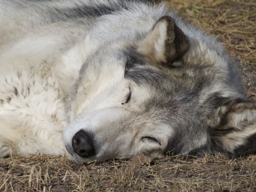 Wolfdog, Vilkas, Šuo, Šventykla, Reabilitacija, Kailis, Gelbėjimas, Miega
