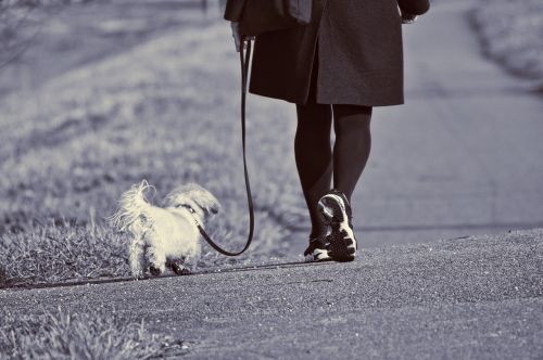 Moteris,  Vaikščioti,  Šuo,  Pakabukas,  Kojos,  Pėdos,  Batai,  Aktyvus,  Judėjimas,  Judėjimas,  Kelias,  Lauke,  Mažas Šuo,  Mažas Baltas Šuo,  Moteris Pėsčiomis Šunys,  Be Honoraro Mokesčio