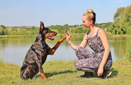 Moteris,  Šuo,  Pacsi,  Paw,  Hobis,  Naminis Gyvūnėlis,  Dobermano Pinšeriai,  Draugystė,  Žmonės,  Gyvūnai