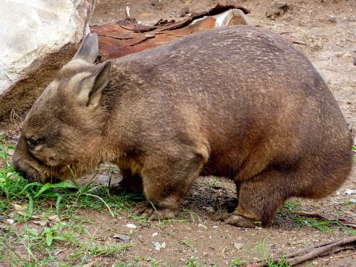 Wombat, Australia, Laukinė Gamta, Žolėdis, Žinduolis