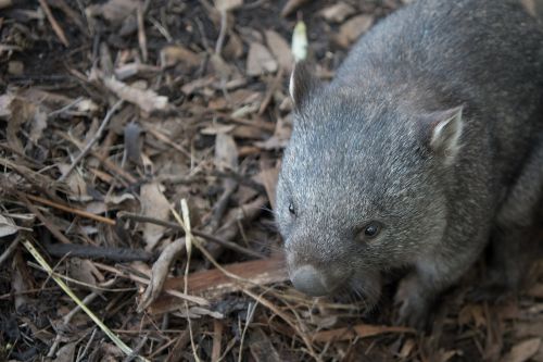 Wombat, Laukinė Gamta, Marsupial, Gamta, Žinduolis, Žolėdis, Tasmanija, Fauna