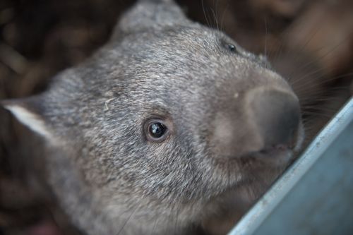 Vombatai, Tasmanija, Marsupial, Žolėdis, Australia, Žinduolis, Laukinė Gamta