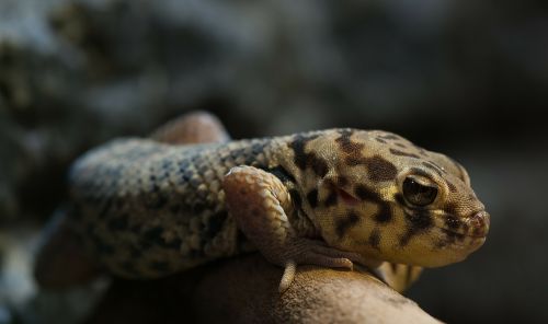 Stebuklas Gecko, Grubus Šnipas, Ropliai, Terariumas, Mažai Raktas, Zoologijos Sodas