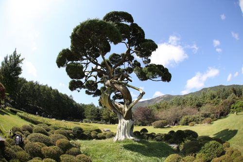 Mediena, Arboretum, Pušis, Mėlynas, Žolė, Dangus