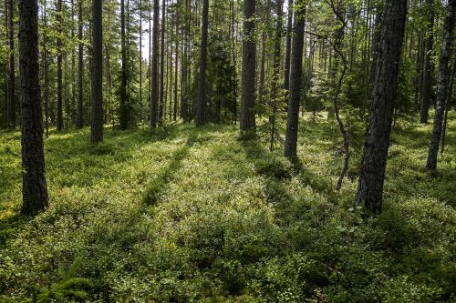 Mediena, Vasara, Finland, Gamta, Kraštovaizdis, Miškas