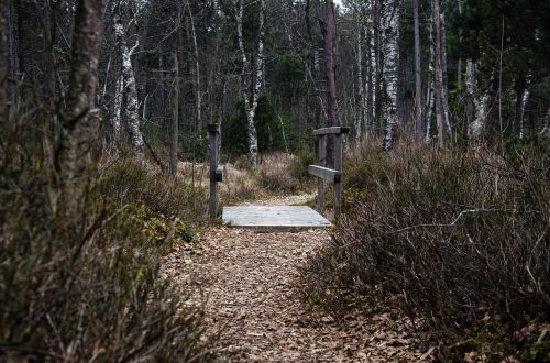 Mediena,  Gamta,  Medis,  Kraštovaizdis,  Lapai,  Augalas,  Žolė,  Aplinka,  Kiauras,  Arisried,  Arisriederio Samanos,  Tiltas,  Pelkė,  Minkštas,  Purvas,  Be Honoraro Mokesčio