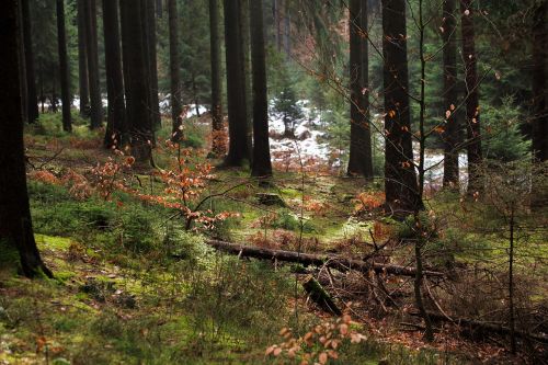 Mediena,  Medis,  Gamta,  Kraštovaizdis,  Spygliuočių,  Aplinka,  Lapai,  Augalas,  Parkas,  Samanos,  Aušra,  Pušis,  Periwinkle,  Panorama,  Miškas,  Žiema,  Adata,  Eglė,  Sniegas,  Šaltas,  Nuotaika,  Žiemos Medžiai,  Filialas,  Be Honoraro Mokesčio