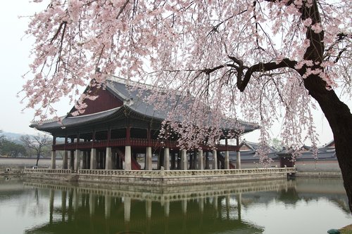 Mediena,  Parkas,  Ežeras,  Vandens Kūno,  Pobūdį,  Gyeongbok Rūmai,  Gyeonghoeru,  Korėja,  Seulas,  Tradicinis,  Pavasaris
