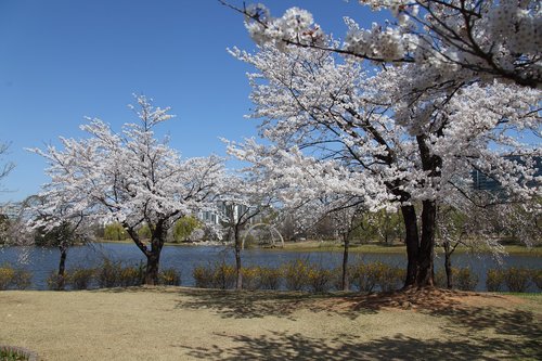 Mediena,  Pavasaris,  Sezonas,  Mėlynas Dangus,  Peizažas,  Lake Park,  Korėja,  Katė,  Pavasario Peizažas