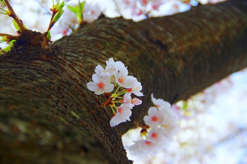 Mediena,  Gėlės,  Natūralus,  Lauke,  Vyšnių Žiedų,  Cherry Blossom Žiūrėjimo,  Japonija