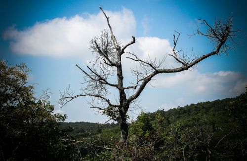 Mediena, Miškas, Gamta, Medžiai, Vasara, Kraštovaizdis