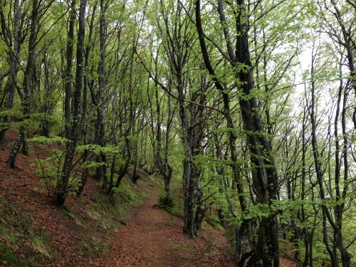 Mediena, Gamta, Sieracantrabria, Euskadi