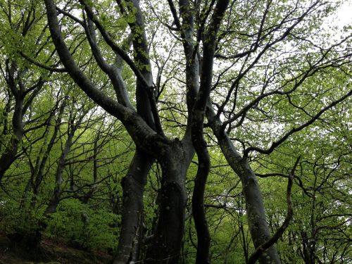 Mediena, Gamta, Sieracantrabria, Euskadi