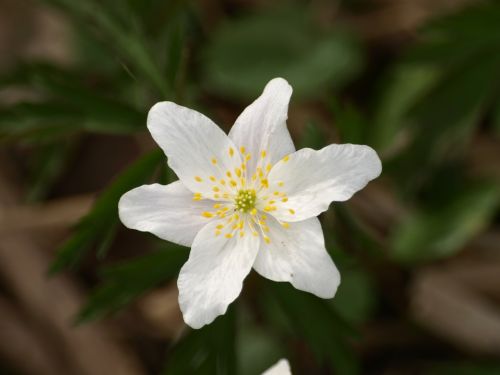 Medžio Anemone, Gėlė, Anemonis, Balta, Žiedas, Žydėti