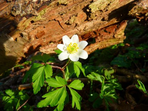 Medžio Anemone, Anemonis, Gėlė, Balta