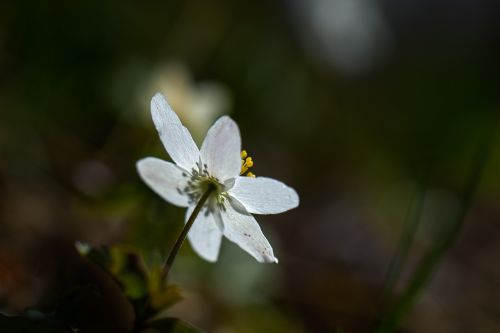Medžio Anemone,  Pavasaris,  Gėlė,  Balta