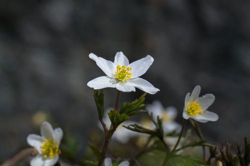 Medžio Anemone,  Pavasaris,  Gėlė,  Balta