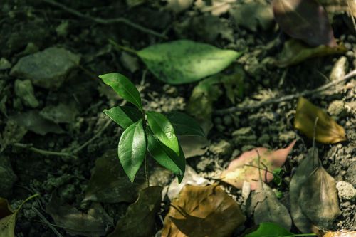 Miškai, Sodinukai, Cinnamomum Camphora, Lapai, Negyvi Lapai, Saulės Šviesa, Iš Arti, Ruduo