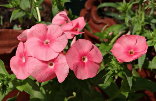 Vilnonis Rožinis Jazminas, Androsace Lanuginosa, Primulaceae, Gėlė, Rožinis, Indija