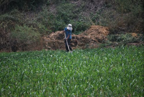Ūkininkas,  Darbuotojas,  Asmuo,  Darbo,  Laukas,  Kukurūzai,  Dirba Šioje Srityje