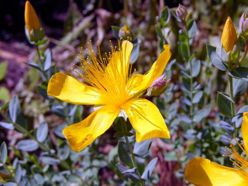 Misa, Hypericum Perforatum, Geltona, Žiedas, Žydėti, Gėlė, Vasara, Gamta, Augalas