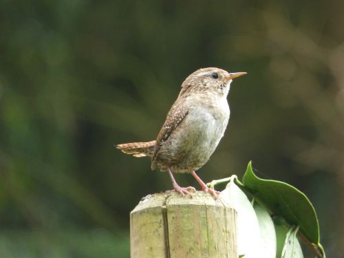 Wren, Paukštis, Astvagabund