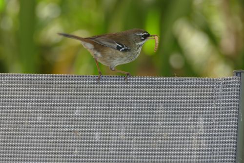 Wren, Paukštis, Gamta