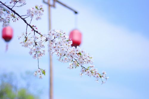 Wuzhen, Xitang, Pavasaris, Fonas