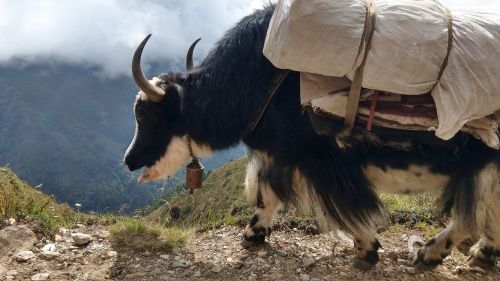 Jakas, Nepalas, Alpių