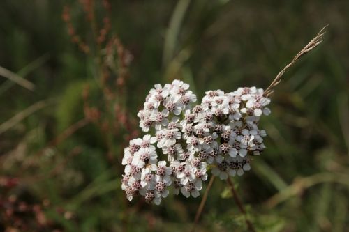 Jarrow, Achillea Millefolium, Laukinė Gėlė, Vaistinis Augalas, Baltas Žiedas