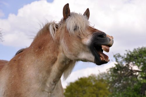 Žiovulys, Arklys, Juoktis, Gyvūnas, Haflinger, Ponis, Dantis, Ruda, Žinduolis, Arkliai, South Tyrol, Ganykla