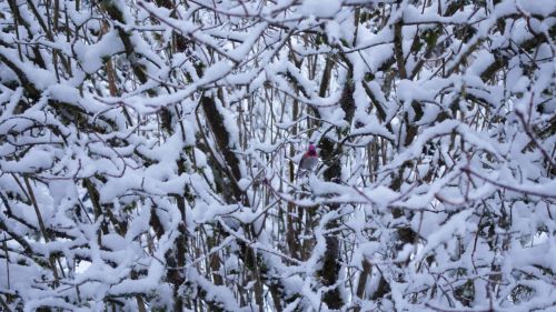 Kolibris,  Sniegas,  Krūmas,  Anna & Nbsp,  Hummingbird,  Metų Visoje Kolibrioje