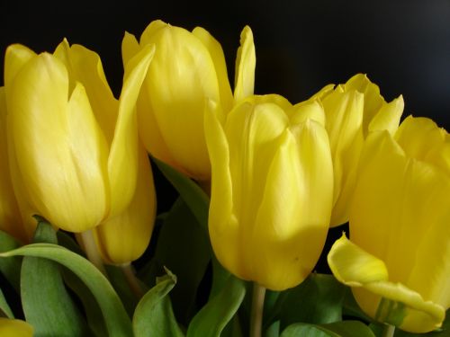 Geltona, Tulpė, Pavasaris