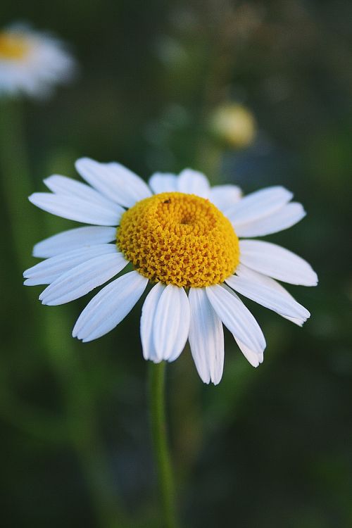 Geltona, Žalias, Laukinė Gėlė