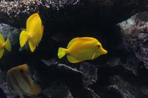 Geltona, Žuvis, Povandeninis