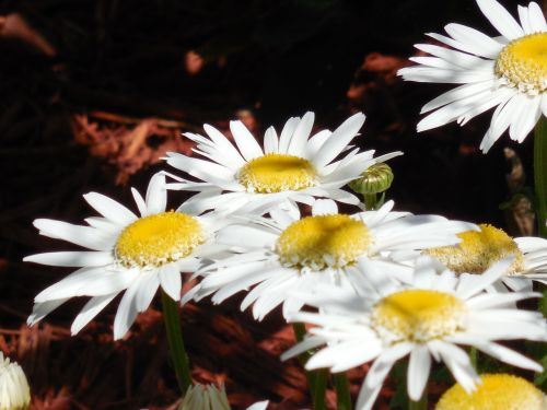 Geltona, Daisy, Gėlė, Gamta, Augalas, Vasara, Pavasaris, Gėlių, Žiedas, Žalias, Pieva, Šviesus, Laukas, Sodas, Sezonas, Žiedlapis, Žydėti, Šviežias, Spalvinga, Gyvas, Augimas, Spalva, Šviežumas, Natūralus, Sodininkystė, Lauke, Saulės Šviesa