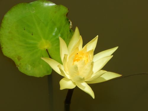 Geltona,  Lelija Gėlė,  Tvenkinys,  Dharwad,  Indija