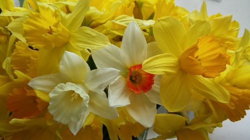 Narcizas, Geltona, Gėlė, Pavasaris, Šviesus, Geltonas Fonas, Pavasario Gėlės