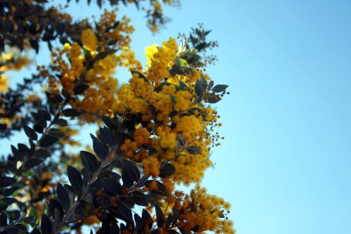 Gėlės,  Geltona,  Klasteriai,  Pūkas,  Acacia,  Geltonos Akacijos Medžių Gėlės