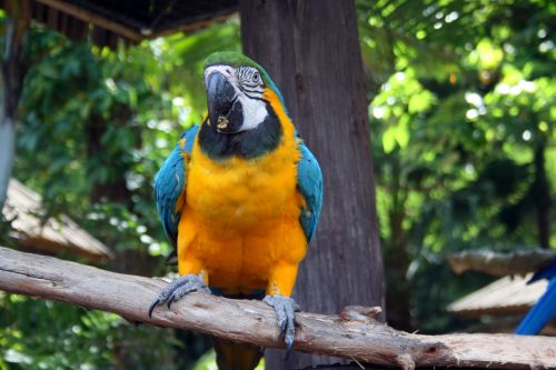 Paukštis,  Didelis,  Papūga,  Macaw,  Mėlynas,  Geltona,  Geltona Ir Mėlyna Paprastoji Papūga 2