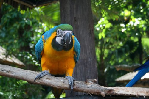 Paukštis,  Didelis,  Papūga,  Macaw,  Mėlynas,  Geltona,  Geltona Ir Mėlyna Paprastoji Papūga 3