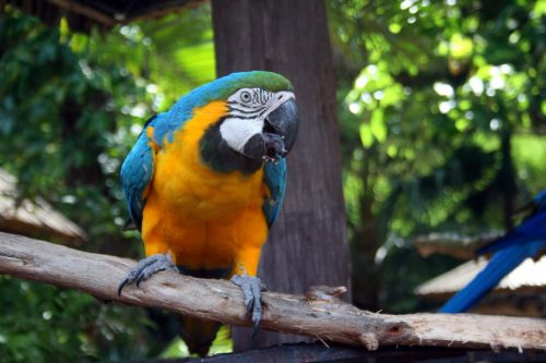 Paukštis,  Didelis,  Papūga,  Macaw,  Mėlynas,  Geltona,  Geltona Ir Mėlyna Paprastoji Papūga 4