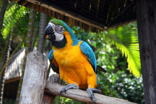 Paukštis,  Didelis,  Papūga,  Macaw,  Mėlynas,  Geltona,  Geltonas Ir Mėlynas Paprastasis Paprastasis Papūga