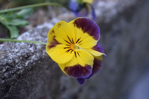 Geltonos Ir Violetinės Gėlės, Gamta, Stiebai
