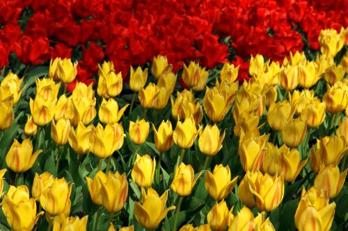 Raudona,  Geltona,  Tulpės,  Tulpė,  Žalias,  Fonas,  Keukenhof,  Tapetai,  Gėlė,  Gėlės,  Svogūnėliai,  Nyderlandai,  Holland,  Geltonos Ir Raudonos Tulpės