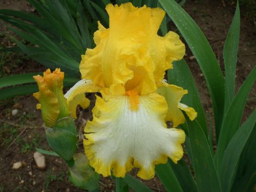 Irisas,  Geltona,  Gėlės,  Geltona Ir Baltoji Rainelė