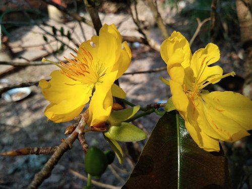 Geltona Abrikosų Gėlių,  Į Kien Giang Provincijoje
