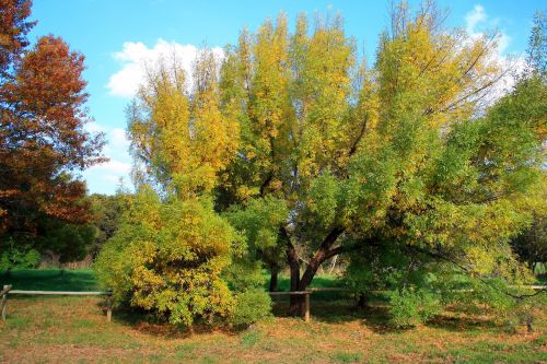 Medis,  Geltona,  Žalias,  Keičiasi,  Sezonas,  Geltonas Rudens Medis